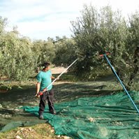 Olive harvest 2