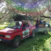 Olive harvest 10