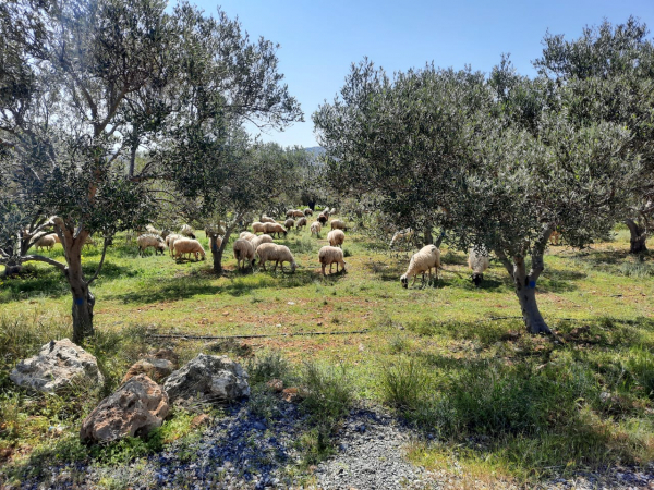 Eerste berichtje 16-04 op het nieuwe olijfolie blog.